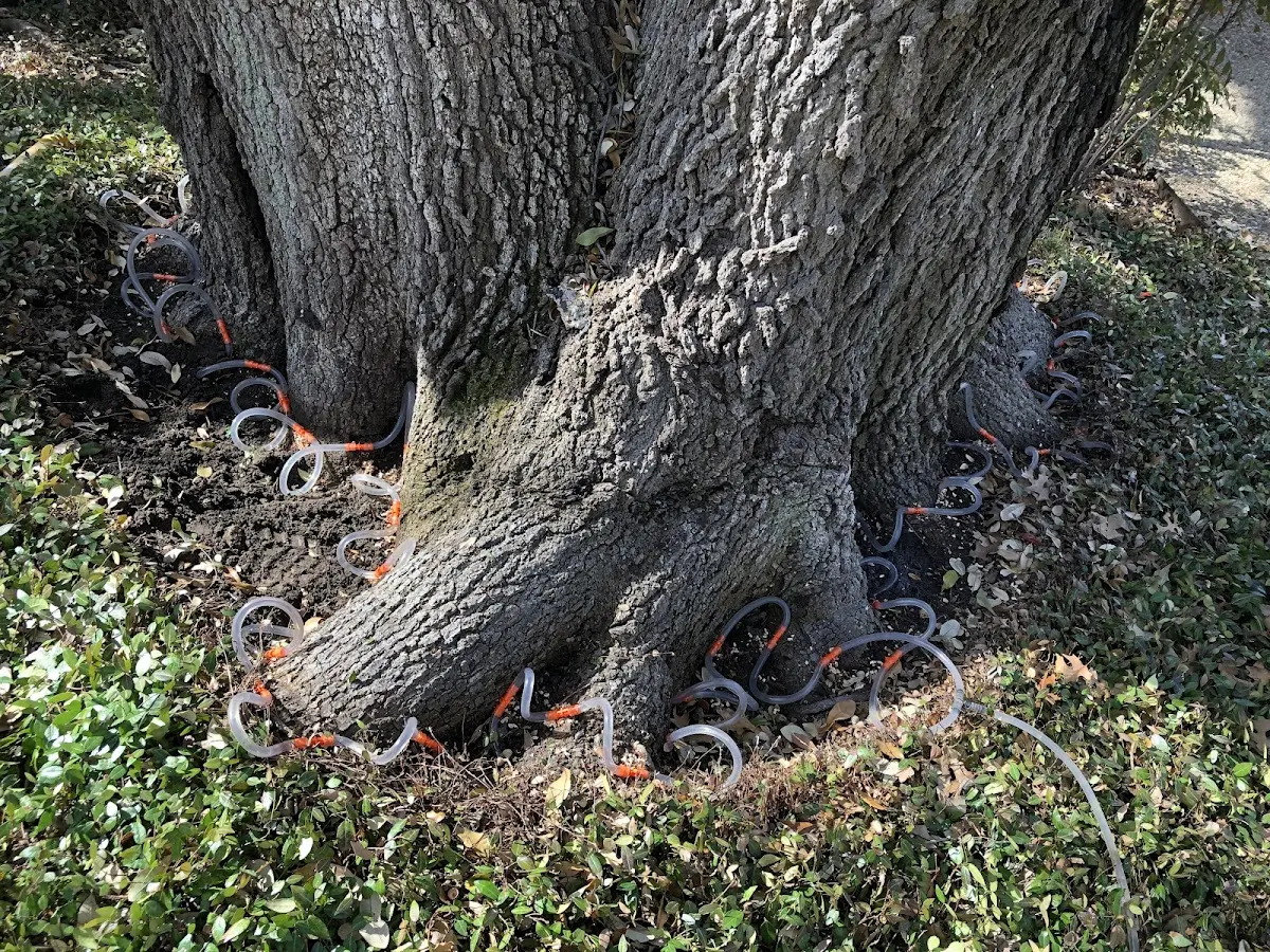 Detailed Tree Cabling and Bracing job site in Winnebago